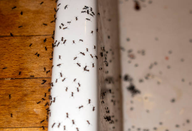 Best Emergency Pest Control  in Salina, UT